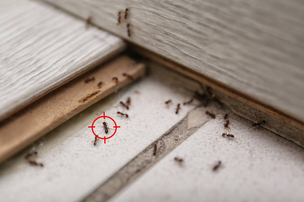 Best Pest Removal Services  in White Plains, NY