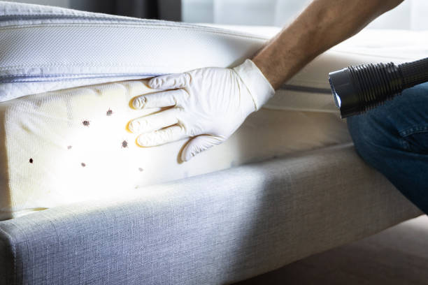 Best Bed Bug Extermination  in White Plains, NY