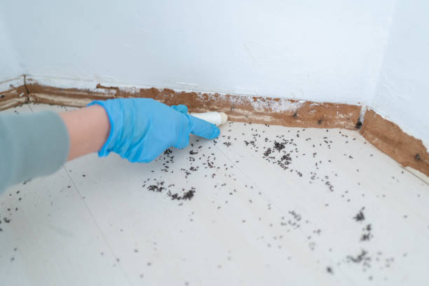 Best Cockroach Control Services  in White Plains, NY